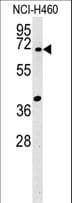 SYN3 / Synapsin III Antibody (aa363-388)