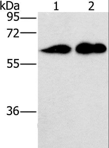 CD27 Antibody