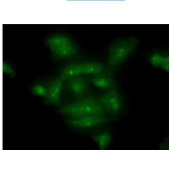 COMMD7 Antibody (clone AT49B5)