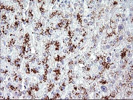 AMOT / Angiomotin Antibody (clone OTI3F9, Carrier-free)