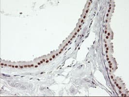 USP7 / HAUSP Antibody (clone OTI3C1)
