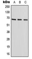 HIC2 Antibody (Internal)