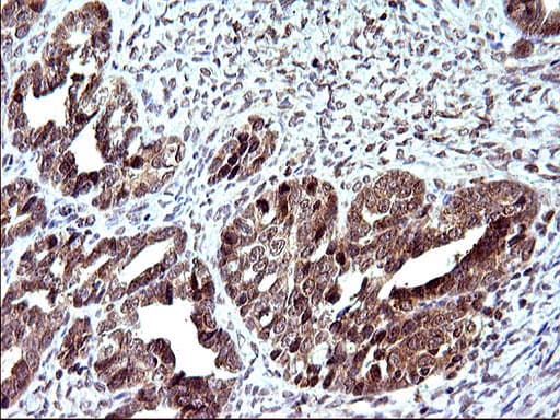 EMC8 / COX4NB Antibody (clone OTI2A4)