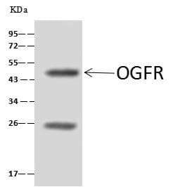 HNF4G / HNF4 Gamma Antibody