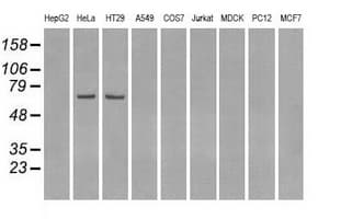 LTA4H / LTA4 Antibody (clone OTI2A9)