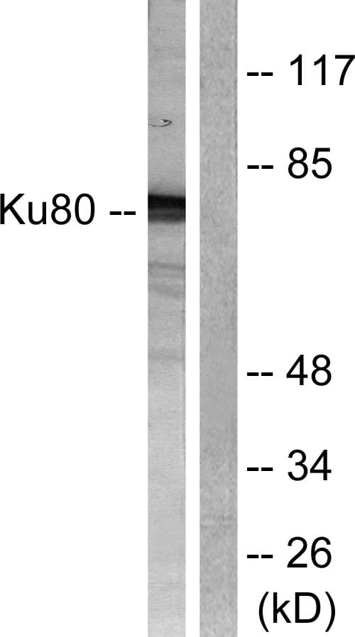 Polyclonal Rabbit anti-Human XRCC5 / Ku80 Antibody (aa683-732, IHC, IF, WB)