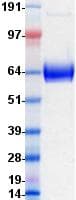 Human CD14 Protein (Recombinant Fc, C-terminus)