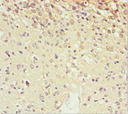SCRN2 / Ses2 Antibody