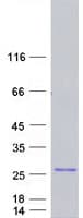 Human GTSF1 Protein (Recombinant Myc-DDK (Flag))