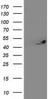 ITFG2 Antibody (clone OTI 2H5, Carrier-free)