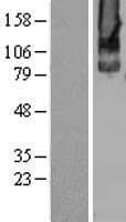 Human GRM2 / MGLUR2 Protein (Over-Expression Lysate Myc-DDK (Flag))