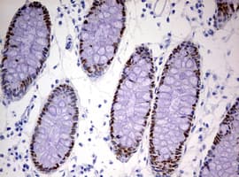 Monoclonal Mouse anti-Human CDX2 Antibody (clone OTI3B1, IHC, WB)