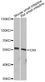 CA9 / Carbonic Anhydrase IX Antibody