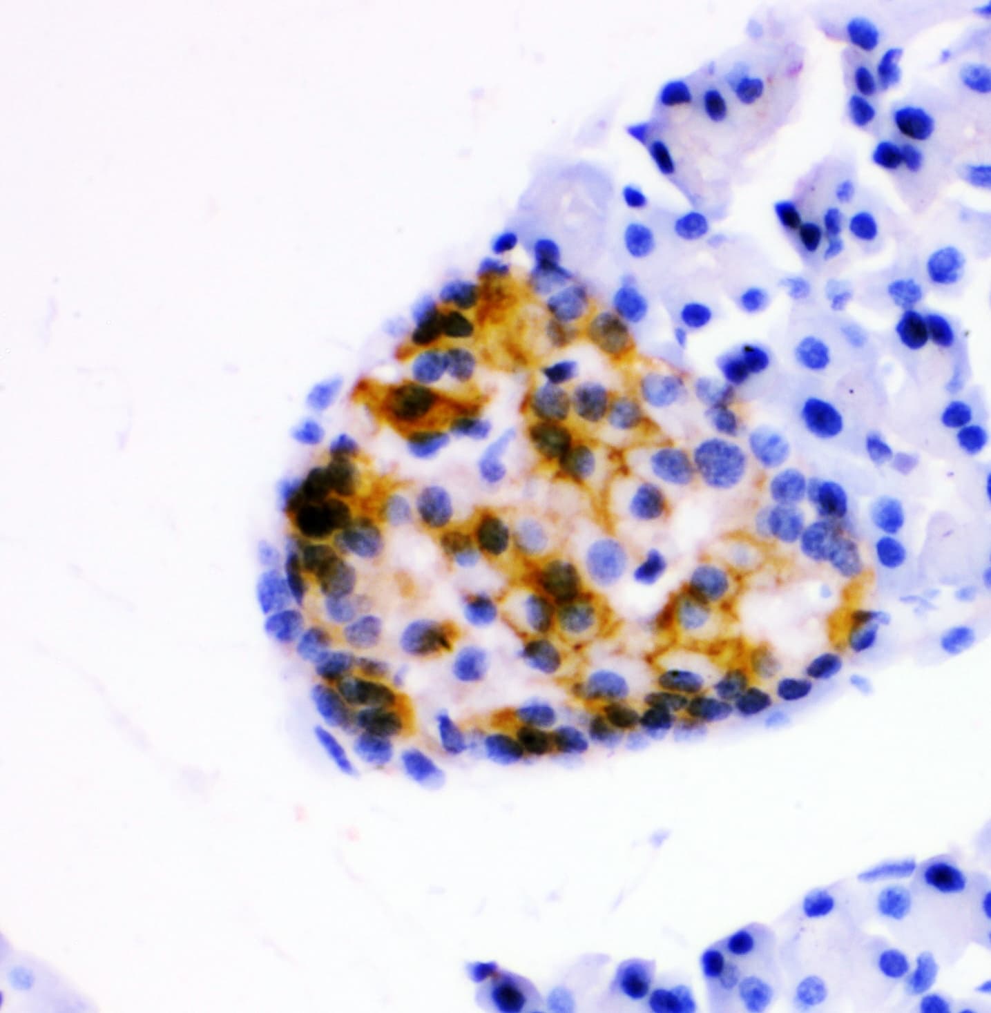 ANXA4 / Annexin IV Antibody