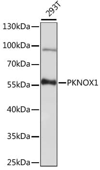PKNOX1 / PREP1 Antibody