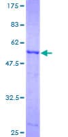 Human PAP2a / PPAP2A Protein (Recombinant GST)