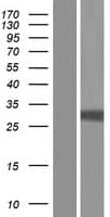 Human TNFSF13 / APRIL Protein (Over-Expression Lysate Myc-DDK (Flag))