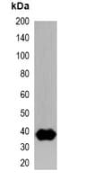 Strep Tag Antibody