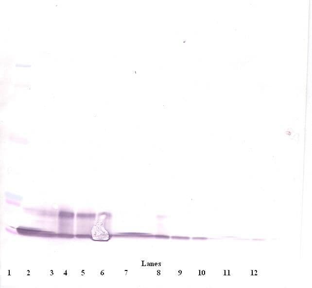 CXCL10 / IP-10 Antibody