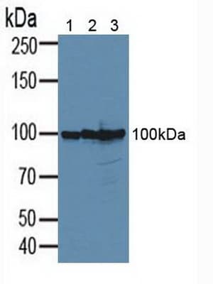 CD276 / B7-H3 Antibody (aa47-219, Biotin)