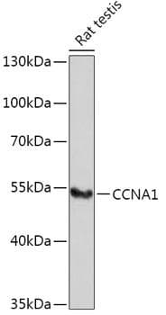 CCNA1 / Cyclin A1 Antibody