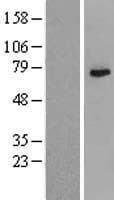 WDR46 Protein (Over-Expression Lysate Myc-DDK (Flag))