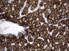 HSPD1 / HSP60 Antibody (clone OTI6F7)