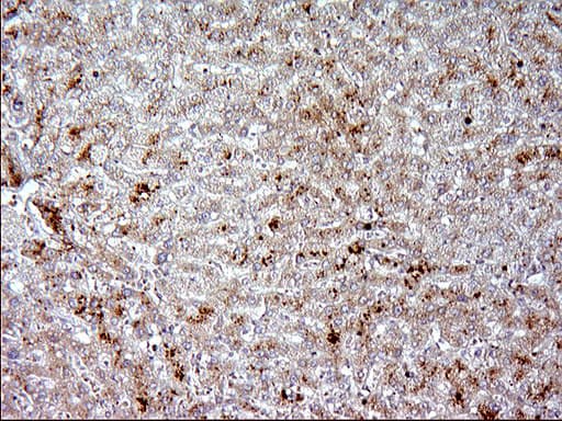 Apolipoprotein A-V Antibody (clone OTI1A1)