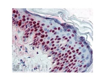 ALY / THOC4 Antibody (clone 11G5)