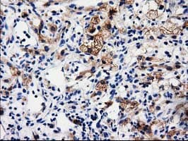 ALDH1L1 Antibody (clone 1H6, Carrier-free)