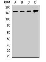 SMC1A / SMC1 Antibody