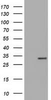 KSP32 / MIOX Antibody (clone OTI3F11)