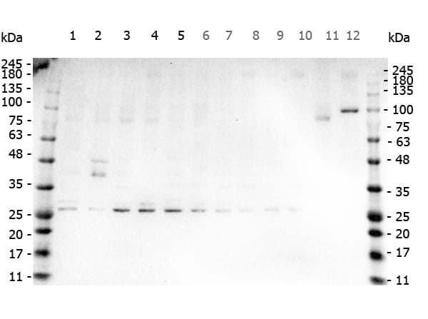 TNF Alpha Antibody