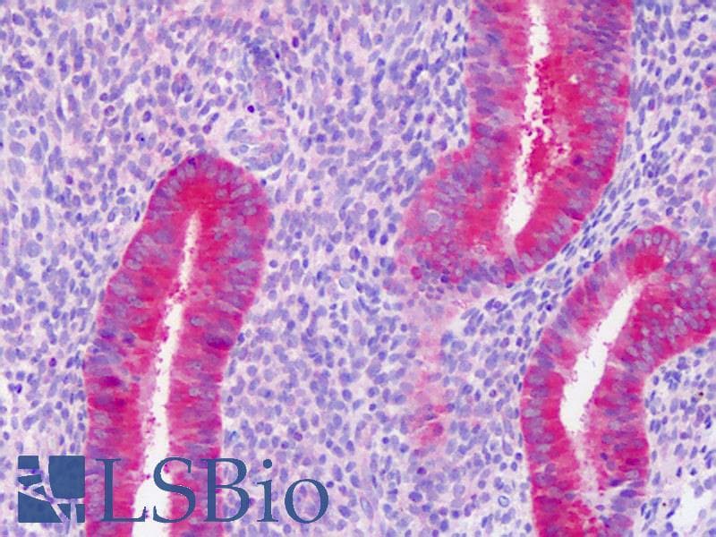 IHC-plus™ PAICS / ADE2 Antibody (clone 1B4)