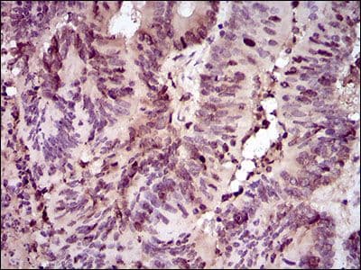 Monoclonal Mouse anti-Human PCNA Antibody (clone 7H4F8, Amino Acid: 53-196, IHC, WB)