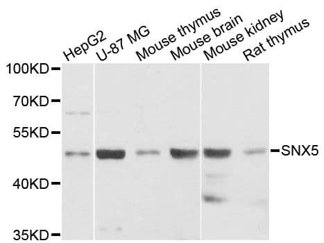 SNX5 Antibody