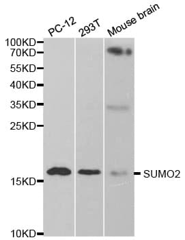 SUMO2 Antibody