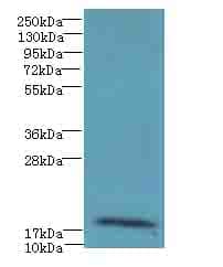 RPP21 Antibody