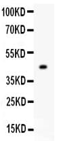 Mitofusin 2 / MFN2 Antibody (aa601-757)