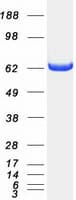 Human PPP2R1A Protein (Recombinant Myc-DDK (Flag))