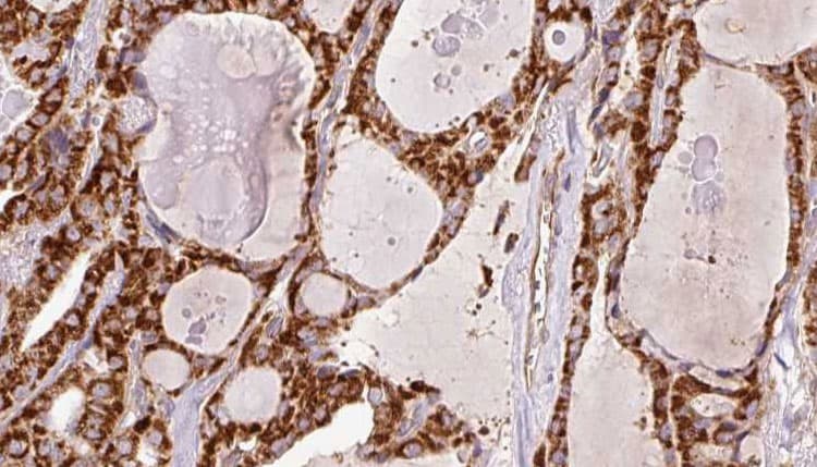 CD28 Antibody