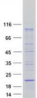 Human SYS1 Protein (Recombinant Myc-DDK (Flag))