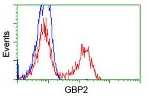 GBP2 Antibody (clone OTI4H2)
