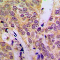 SRC Antibody (C-Terminus)