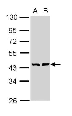 GMDS / GMD Antibody (aa67-357)