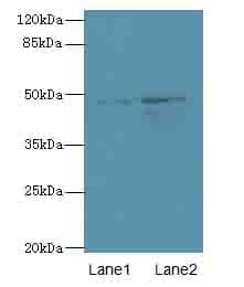 Polyclonal Rabbit anti-Human SPZ1 Antibody (IHC, WB)