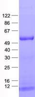 Human SAMSN1 Protein (Recombinant His, N-Terminal)