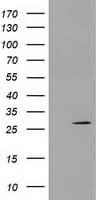 PYCRL Antibody (clone OTI5F7)