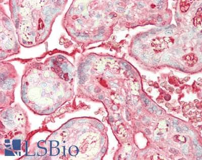 ALB / Serum Albumin Antibody