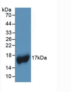 APOA1 / Apolipoprotein A 1 Antibody (Cy3)